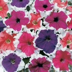 CGASPL Petunia Single Gf. Frost Mix Flower Seeds Imported Flower Seeds