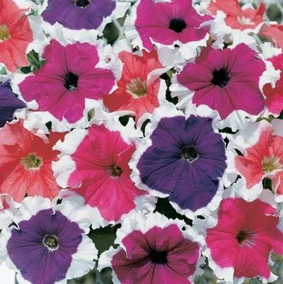 CGASPL Petunia Single Gf. Frost Mix Flower Seeds Imported Flower Seeds 3 CGASPL Petunia Single Gf. Frost Mix Flower Seeds Imported Flower Seeds