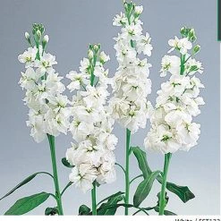 Takii Seeds Stock Xmas White Flower Seeds