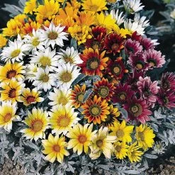 Benary Gazania Talent Mix Flower Seeds Imported Flower Seeds