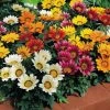 Goldsmith Gazania Kiss Mix Flower Seeds Imported Flower Seeds