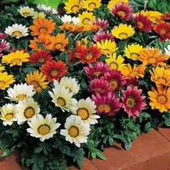 Goldsmith Gazania Kiss Mix Flower Seeds Imported Flower Seeds