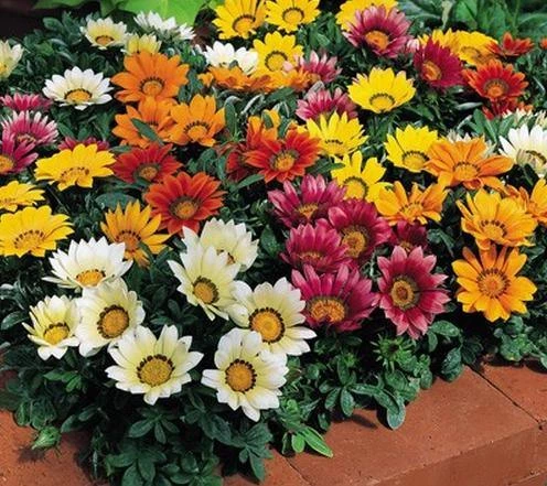 Goldsmith Gazania Kiss Mix Flower Seeds Imported Flower Seeds 3 Goldsmith Gazania Kiss Mix Flower Seeds Imported Flower Seeds