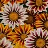 CGASPL Gazania New Day Tiger Mix Flower Seeds Imported Flower Seeds
