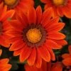 CGASPL Gazania New Day Bronze Shade Flower Seeds