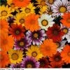 Pan American Seeds Gazania New Day Mix Flower Seeds Imported Flower Seeds
