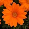 CGASPL Imported Flower Seeds Gazania New Day Orange Clear Flower Seeds