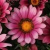 CGASPL Gazania New Day Pink Shade Flower Seeds Imported Flower Seeds