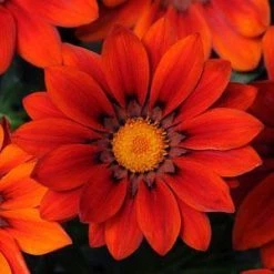 CGASPL Gazania New Day Red Shade Flower Seeds Imported Flower Seeds