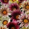 CGASPL Gazania New Day Strawberry Shortcake Mix Flower Seeds
