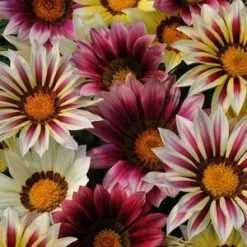 CGASPL Gazania New Day Strawberry Shortcake Mix Flower Seeds