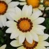 CGASPL Imported Flower Seeds Gazania New Day White Flower Seeds