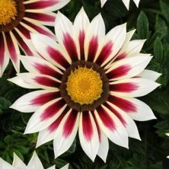 CGASPL Imported Flower Seeds Gazania New Day Rose Stripe Flower Seeds