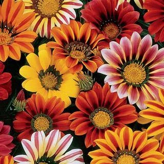 Pan American Seeds Gazania Sunshine Mix Flower Seeds Imported Flower Seeds 3 Pan American Seeds Gazania Sunshine Mix Flower Seeds Imported Flower Seeds