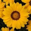 CGASPL Gazania New Day Yellow Flower Seeds Imported Flower Seeds 2 CGASPL Gazania New Day Yellow Flower Seeds Imported Flower Seeds