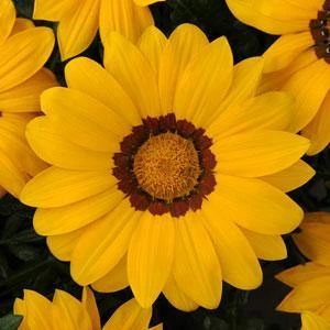 CGASPL Gazania New Day Yellow Flower Seeds Imported Flower Seeds 3 CGASPL Gazania New Day Yellow Flower Seeds Imported Flower Seeds