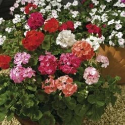 CGASPL Geranium F2 Funtime Mix Seeds Imported Flower Seeds