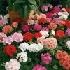 Goldsmith Imported Flower Seeds Geranium Maverick Mix Flower Seeds
