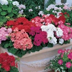 Goldsmith Geranium Multibloom Mix Flower Seeds Imported Flower Seeds