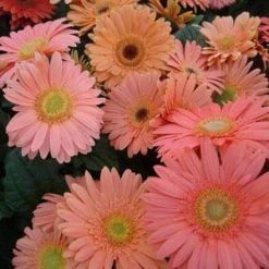 CGASPL Gerbera Mega Revolution Champagne Flower Seeds Imported Flower Seeds