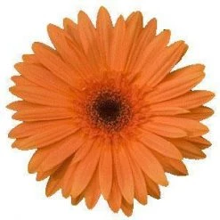 CGASPL Gerbera Mega Revolution Orange Dark Eye Flower Seeds Imported Flower Seeds