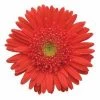 CGASPL Imported Flower Seeds Gerbera Mega Revolution Salmon Rose Light Eye Flower Seeds