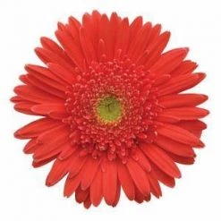 CGASPL Imported Flower Seeds Gerbera Mega Revolution Salmon Rose Light Eye Flower Seeds