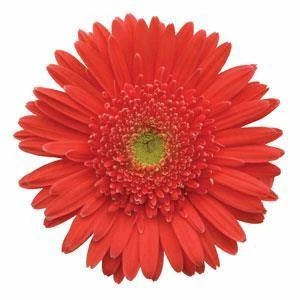 CGASPL Imported Flower Seeds Gerbera Mega Revolution Salmon Rose Light Eye Flower Seeds 3 CGASPL Imported Flower Seeds Gerbera Mega Revolution Salmon Rose Light Eye Flower Seeds