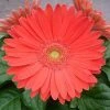 Pan American Seeds Gerbera Mega Revolution Watermelon Flower Seeds Imported Flower Seeds 2 Pan American Seeds Gerbera Mega Revolution Watermelon Flower Seeds Imported Flower Seeds