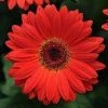 CGASPL Gerbera Revolution Scarlet Red Dark Eye Flower Seeds Imported Flower Seeds