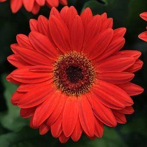 CGASPL Gerbera Revolution Scarlet Red Dark Eye Flower Seeds Imported Flower Seeds 3 CGASPL Gerbera Revolution Scarlet Red Dark Eye Flower Seeds Imported Flower Seeds