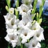 CGASPL Winter Flower Bulbs Gladiolus Prosperity White Color Flower Bulbs (Pack Of 12 Bulbs)