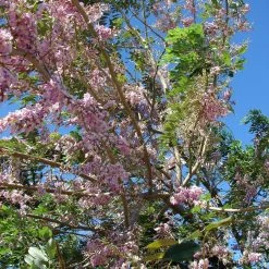 CGASPL Gliricidia Sepium Seeds - 1 Kg