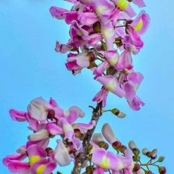 CGASPL Gliricidia Sepium Seeds - 1 Kg