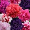 CGASPL Petunia Double Gf. Glorious Mix Flower Seeds Imported Flower Seeds