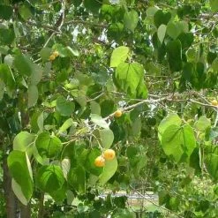 CGASPL Trees Of India Gmelina Arborea. Assam Teak Seeds - 1 Kg