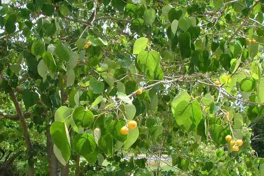 CGASPL Trees Of India Gmelina Arborea. Assam Teak Seeds - 1 Kg 3 CGASPL Trees Of India Gmelina Arborea. Assam Teak Seeds - 1 Kg