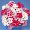 Sakata Seeds Godetia Dwarf Satin Mix Flower Seeds