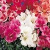 CGASPL Godetia Tall Grace Mix Flower Seeds Imported Flower Seeds