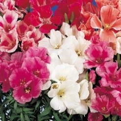 CGASPL Godetia Tall Grace Mix Flower Seeds Imported Flower Seeds