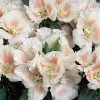 CGASPL Imported Flower Seeds Godetia Tall Grace Shell Pink Flower Seeds