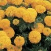 CGASPL Marigold African Inca II Gold Flower Seeds