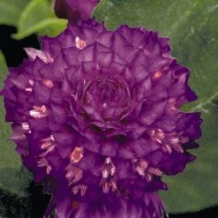 CGASPL Imported Flower Seeds Gomphrena Buddy Purple Flower Seeds