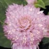 Benary Imported Flower Seeds Gomphrena Buddy Rose Flower Seeds 1 Benary Imported Flower Seeds Gomphrena Buddy Rose Flower Seeds