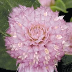 Benary Imported Flower Seeds Gomphrena Buddy Rose Flower Seeds