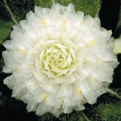 CGASPL Gomphrena Buddy White Flower Seeds