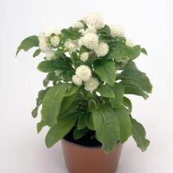 CGASPL Gomphrena Buddy White Flower Seeds