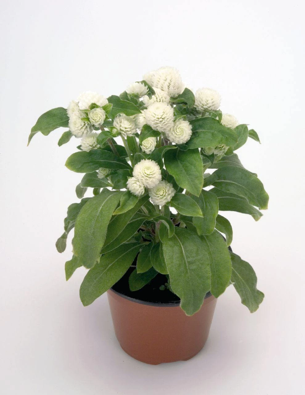 CGASPL Gomphrena Buddy White Flower Seeds 4 CGASPL Gomphrena Buddy White Flower Seeds