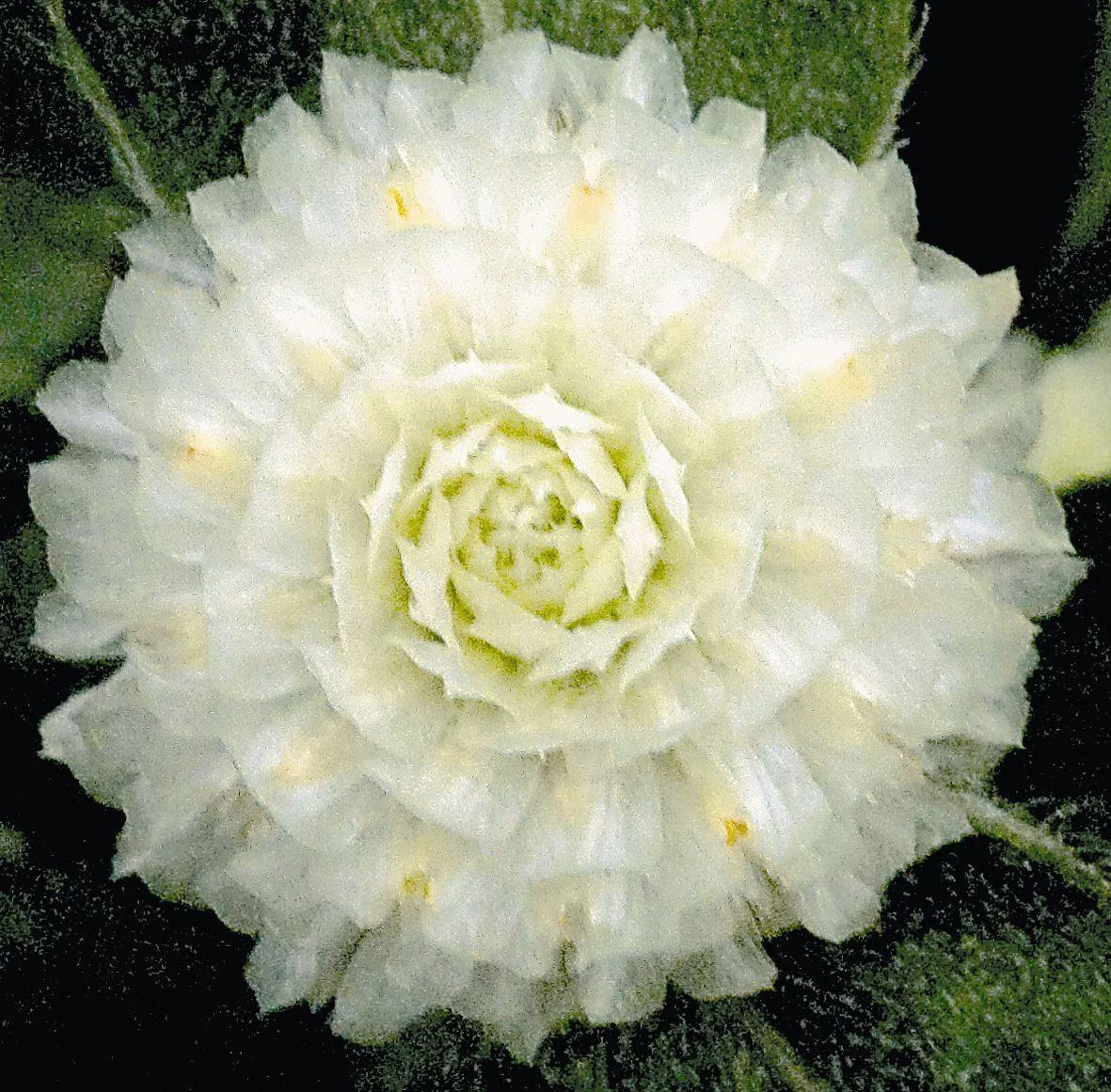 CGASPL Gomphrena Buddy White Flower Seeds 3 CGASPL Gomphrena Buddy White Flower Seeds