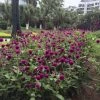CGASPL Gomphrena Las Vegas Purple Flower Seeds Imported Flower Seeds